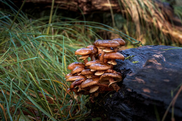 Tree-mendous Fungi: A Woodland Walk