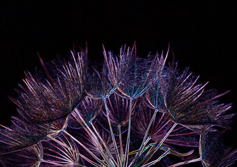 dmuchawiec na czarnym tle, puszyte nasiona kozibród, Tragopogon, goatsbeard, salsify, puszyste nasiona dmuchawca, kolorowy dmuchawic na czarnym tle © kateej