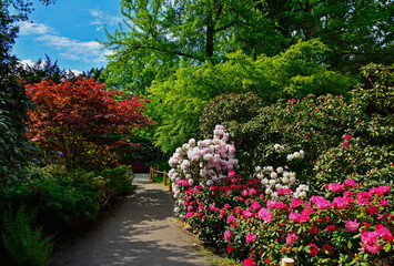 ogród japoński, kwitnące różaneczniki i azalie, droga z kwitnącymi różanecznikami, japanese garden blooming rhododendrons and azaleas, Rhododendron, japanese garden, designer garden  © kateej