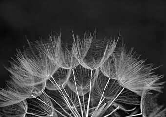 dmuchawiec na czarnym tle, puszyte nasiona kozibród, Tragopogon, goatsbeard, salsify, puszyste nasiona dmuchawca, czarnobiałe zdjęcie dmuchawca © kateej