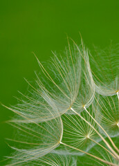 dmuchawiec na zielonym, rozmytym tle, puszyte nasiona kozibród, Tragopogon, goatsbeard, salsify, puszyste nasiona dmuchawca, blurred background	