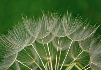 dmuchawiec na zielonym, rozmytym tle, puszyte nasiona kozibród, Tragopogon, goatsbeard, salsify, puszyste nasiona dmuchawca, blurred background  © kateej