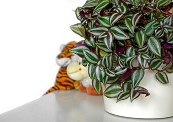 Trzykrotka pasiasta w białej doniczce na stole, rośliny do pokoju dziecka, pluszowe maskotki na stole obok rośliny, Tradescantia, Plants for a child's room   © kateej