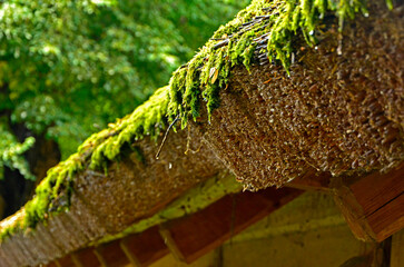 zbliżenie dachu pokrytego strzechą i mchem, strzecha na dachu, Roof of an old wooden building covered with thatched roof and moss, Old roof of reeds, covered with moss	
