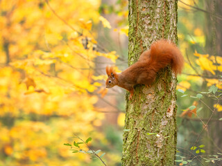 squirrel in the autumn forest