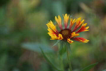 yellow flower