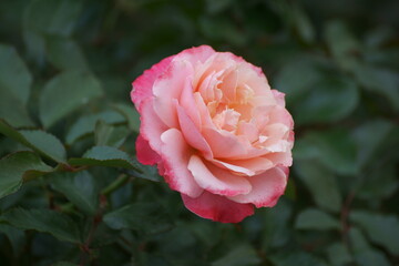 Split petals are like a symbol
The glass is chipped and the large chandelier is chipped,
A hint of who the fat baby rosemary looks like,
Completely the master's razor. 