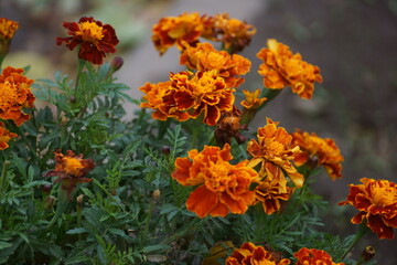 orange flowers 