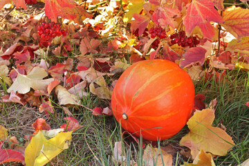 Red winter squash against the background of autumn viburnum