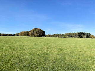 field with blue sky