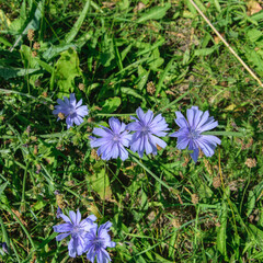 Close-up of blue chicory flower on the background.