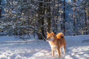 A red Shiba inu dog in the forest covered with snow on sunny winter day
