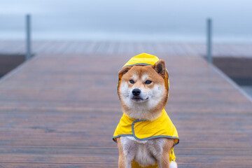 A red Shiba inu dog dressed in a yellow raincoat is sitting on a wooden pier on rayny and foggy day