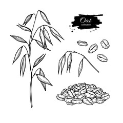 Oat plant, ears, grain and oat flakes vector drawing. Oatmeal breakfast food sketch. Hand drawn illustration
