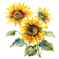 A watercolor vector of Sunflowers, isolated on a white background.