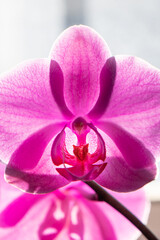 Obraz premium pink orchid flower