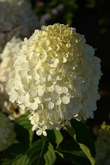 kwitnąca hortensja bukietowa, białe kwiaty, hydrangea paniculata or panicled hydrangea, krzew ozodbny, White flowers of hydrangea paniculata in garden, hortensja "Polar Beer"   © kateej