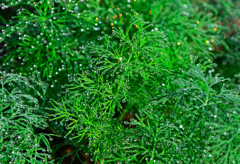 Koper ogrodowy z poranną rosą w słońcu, Anethum graveolens, Garden dill in the morning dew, green spice covered with morning dew, rainbow dew drops	
