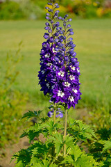 Ostróżka wyniosła odmiana Dark Blue White Bee, fioletowe kwiaty ostróżki, na zielonym tle Violet flower of Delphinium variety Dark Blue White Bee, delphinium blue white(Delphinium elatum),  © kateej