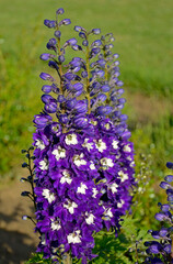 Ostróżka wyniosła odmiana Dark Blue White Bee, fioletowe kwiaty ostróżki, na zielonym tle Violet flower of Delphinium variety Dark Blue White Bee, delphinium blue white(Delphinium elatum),  © kateej