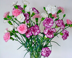 bukiet białych i różowych goździków gałązkowych, bouquet of white and pink carnations, Dianthus caryophyllus   © kateej