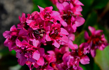 różowe kwiaty bergenii, Bergenia sercolistna, Bergenia cordifolia, pink purple flowers bergenia bloom in the garden in early spring  © kateej