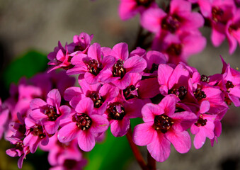 różowe kwiaty bergenii, Bergenia sercolistna, Bergenia cordifolia, pink purple flowers bergenia bloom in the garden in early spring  © kateej