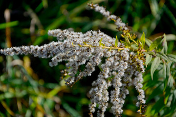 puszyste nasiona nawłoci kanadyjskiej pod słońce na rozmytym tle, Solidago canadensis, fluffy goldenrod seeds under the sun on a black background, jesień, autumn  © kateej