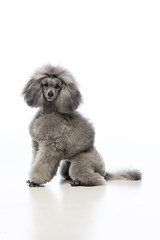 toy poodle on a uniform background