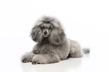 toy poodle on a uniform background