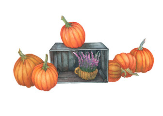 Autumn composition with orange pumpkins and basket with lilac-pink heather (Calluna vulgaris) flowers. Watercolor hand-painted illustration on white background