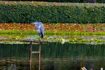 Grey Heron is flying over a pond with lily pads. The water is calm and the sky is clear