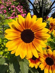 Obraz premium A close-up of a vibrant yellow flower, highlighting its delicate petals and bright, cheerful color. The image captures the beauty and detail of nature, ideal for floral, nature, or decorative designs.