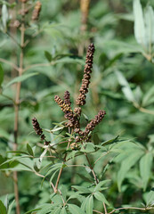 Chaste tree is innocent bush with unripe fruits in the garden