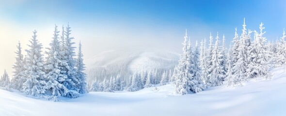 Fototapeta premium Forest of pines covered in snow in a misty winter setting