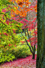 A tree with red leaves is in a field with yellow and green bushes