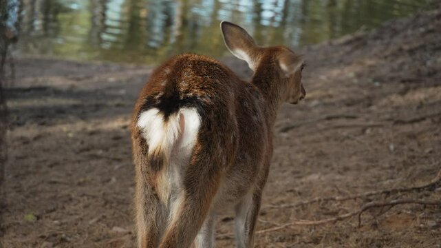 The butt and dangling white tail of a spotted young deer standing in the forest near a pond in the forest slow motion. Young true deer grazing in the wild. Whitetail sika deer walking in forest