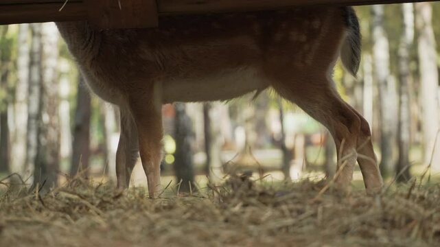 Whitetail spotted young deer eating hay from a feeder, view from below on legs, slow motion. Young true deer grazing in the wild. Whitetail sika deer walking in forest