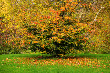 A tree with leaves that are orange and yellow