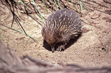 Australian Echidna in the wild