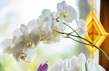Fiori Orchidea