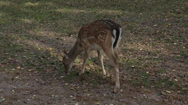 Whitetail spotted young deer swishing its tail and searching for food in fallen leaves slow motion. Young true deer grazing in the wild. Whitetail sika deer walking in forest