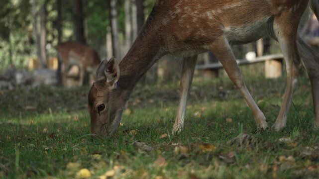 Whitetail spotted young deer eating grass and moving its ears slow motion. Young true deer grazing in the wild. Whitetail sika deer walking in forest