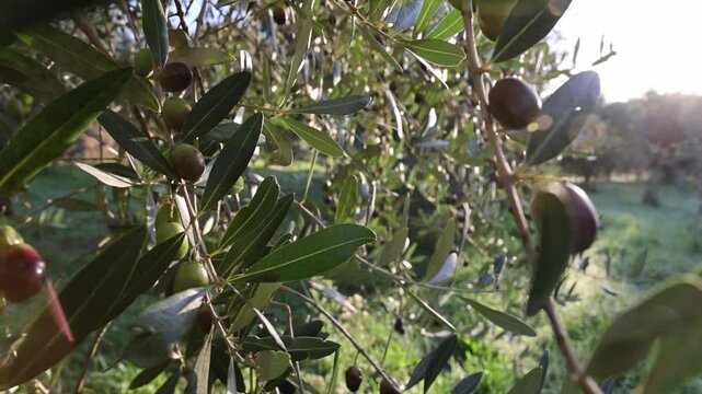 Olive tree with green ripe olives in an olive garden. Green olive tree lit by the rays of the sun, gently swinging in the wind. Slow motion footage