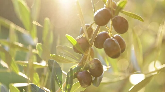 Olive tree with green ripe olives in an olive garden. Green olive tree lit by the rays of the sun, gently swinging in the wind. Slow motion footage
