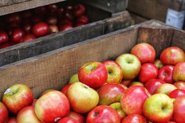 Apples in Wooden Crate Up Close
