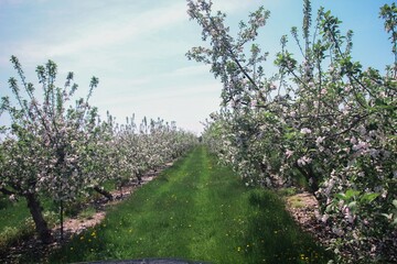 Apple Tree Blossoms