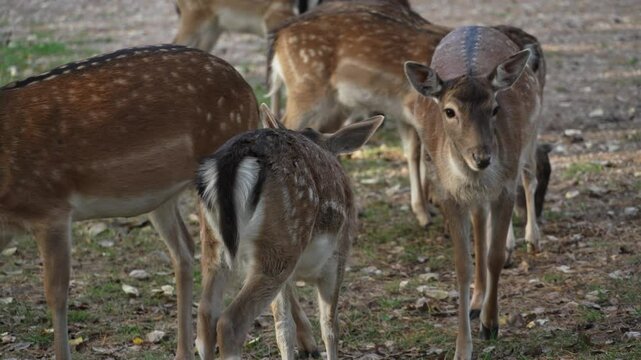 Whitetail spotted young deer herd grazing and looking around slow motion. Young true deer grazing in the wild. Whitetail sika deer walking in forest