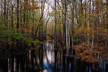 A swamp creek disappears in the woods highlighted by beautiful fall colors.