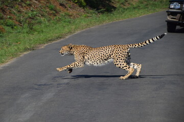 cheetah running and crossing the street © Tjerk